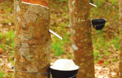 கன்னியாகுமரி :  மழையால் ரப்பர் பால் வெட்டும் பணி நிறுத்தம்..!
