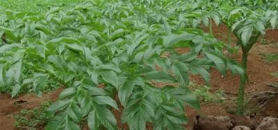 கருணைக்கிழங்கு சாகுபடியில் விவசாயிகள் அதிக ஆர்வம் :